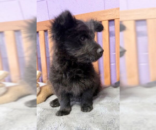 Medium Photo #1 Maltese-Unknown Mix Puppy For Sale in Genesee, WI, USA