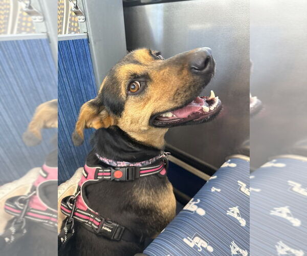 Medium Photo #4 Mutt Puppy For Sale in W Hollywood, CA, USA