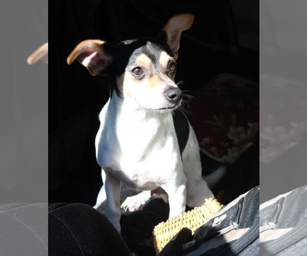 Medium Photo #1 Rat Terrier-Unknown Mix Puppy For Sale in Bandera, TX, USA