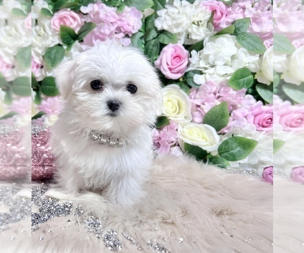 Medium Photo #47 Maltese Puppy For Sale in HAYWARD, CA, USA