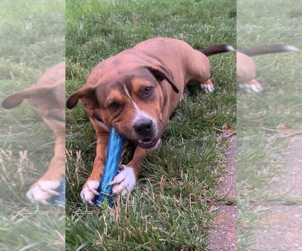 Medium Photo #8 American Pit Bull Terrier-Unknown Mix Puppy For Sale in Germantown, OH, USA