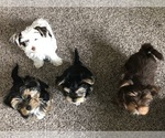 Small Photo #1 Yorkshire Terrier Puppy For Sale in MEDFORD, OR, USA