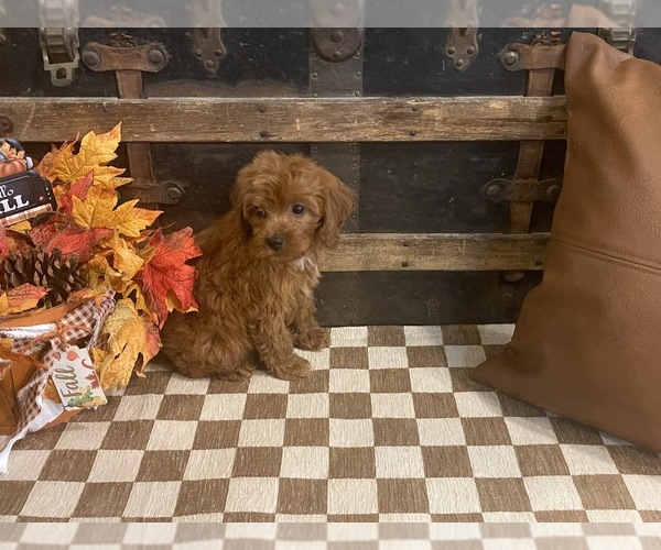 Medium Photo #2 Cavapoo (Miniature) Puppy For Sale in FULTON, KS, USA