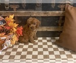Small #1 Cavapoo (Miniature)