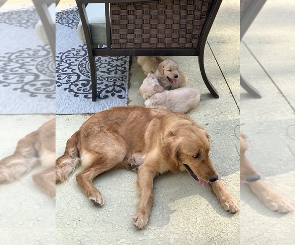 Medium Photo #6 Golden Retriever Puppy For Sale in LAKE PARK, GA, USA