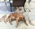 Small Photo #6 Golden Retriever Puppy For Sale in LAKE PARK, GA, USA