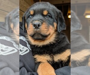 Rottweiler Puppy for sale in MIDDLETOWN, MD, USA