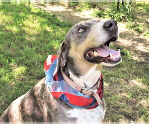 Duke - Male Catahoula Leopard Dog-Unknown Mix Dog for Adoption - Photo #5
