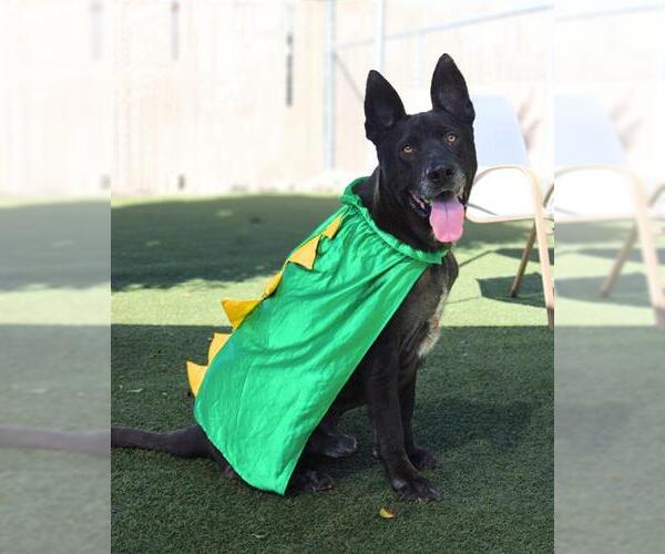 Medium Photo #2 German Shepherd Dog-Unknown Mix Puppy For Sale in Chula Vista, CA, USA