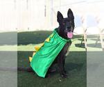 Small #1 German Shepherd Dog Mix