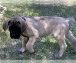 Small Photo #4 Mastiff Puppy For Sale in TEMECULA, CA, USA