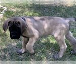 Small #3 Mastiff