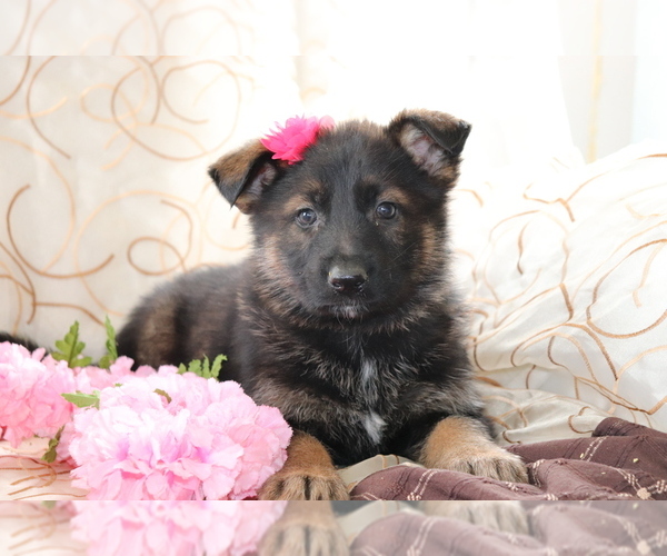Medium Photo #2 German Shepherd Dog Puppy For Sale in SHILOH, OH, USA