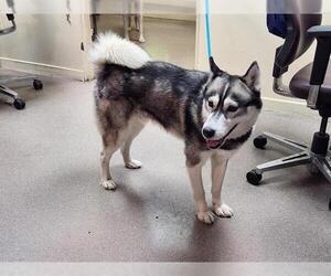 Siberian Husky Dogs for adoption in Pasadena, CA, USA