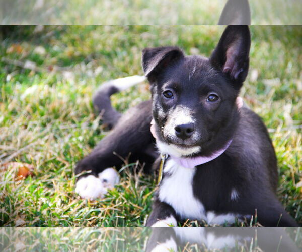 Medium Photo #2 Mutt Puppy For Sale in Sandy, UT, USA