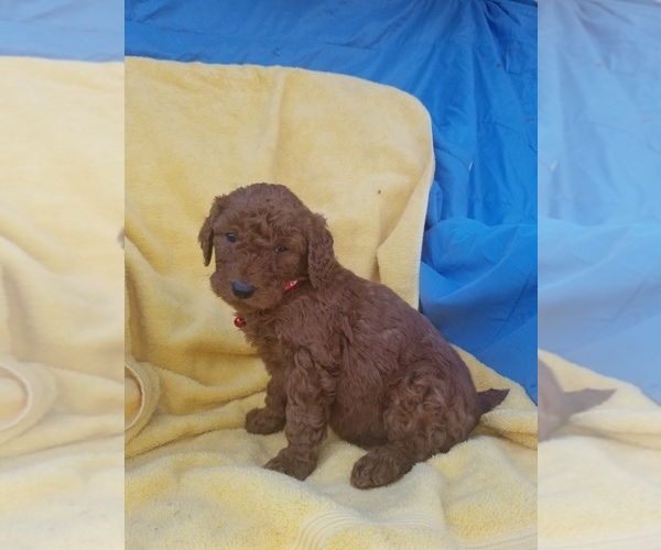 Medium Photo #2 Poodle (Standard) Puppy For Sale in LOWELL, AR, USA