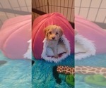Small Photo #6 Aussiedoodle Miniature  Puppy For Sale in OTTAWA, OH, USA
