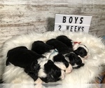 Small Photo #42 Sheepadoodle Puppy For Sale in NIXA, MO, USA