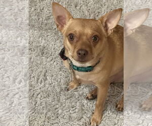 Chihuahua-Unknown Mix Dogs for adoption in Sandy, UT, USA