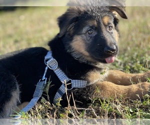 German Shepherd Dog Puppy for sale in SPRING HILL, FL, USA