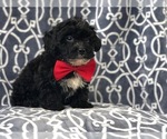 Small Photo #7 Morkie-Poodle (Miniature) Mix Puppy For Sale in LAKELAND, FL, USA