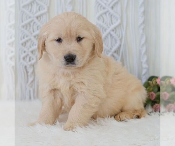 Medium Photo #6 Golden Retriever Puppy For Sale in NEWPORT, PA, USA