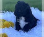 Small #12 Morkie