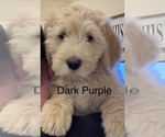Puppy dark purple Maltipoo