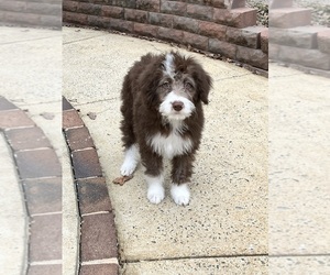 Miniature Australian Shepherd-Poodle (Standard) Mix Puppy for sale in ELKIN, NC, USA