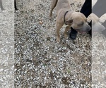 Small Photo #1 Bullypit Puppy For Sale in MARBLE FALLS, AR, USA