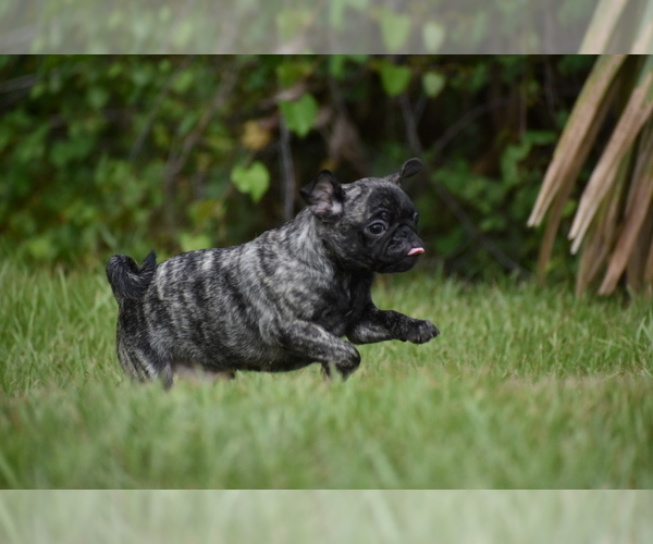 Medium Photo #4 Pug Puppy For Sale in PALM COAST, FL, USA