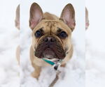 Small #3 French Bulldog