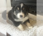 Puppy Trixy Miniature Australian Shepherd