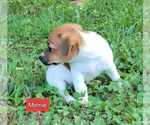 Puppy Minnie Jack Russell Terrier