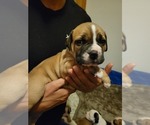 Small Photo #4 American Bulldog Puppy For Sale in DAVENPORT, IA, USA