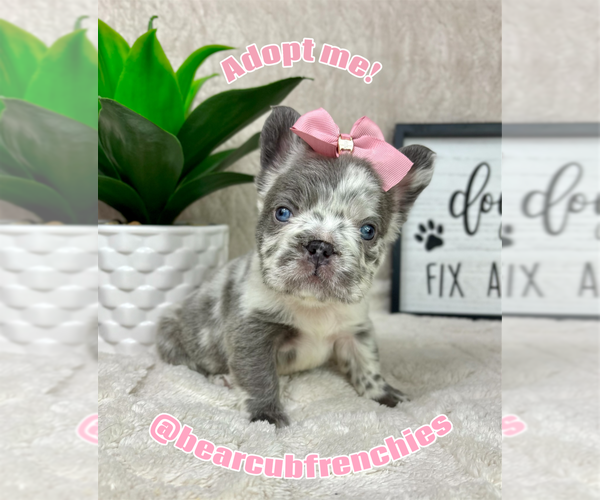 Medium Photo #1 French Bulldog Puppy For Sale in FRANKLIN, IN, USA