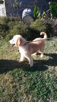 Medium Photo #1 Goldendoodle Puppy For Sale in COVINGTON, GA, USA