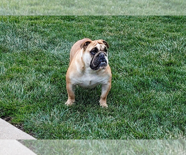 Medium Photo #1 English Bulldog Puppy For Sale in MILLERSBURG, OH, USA