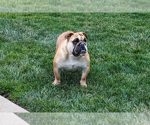 Mother of the English Bulldog puppies born on 05/09/2025