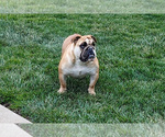 Small Photo #1 English Bulldog Puppy For Sale in MILLERSBURG, OH, USA
