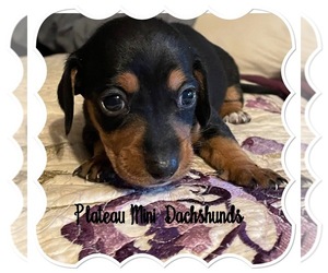 Dachshund Puppy for sale in CROSSVILLE, TN, USA