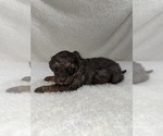 Small #4 Cavapoo mix (+ Poodle Miniature)
