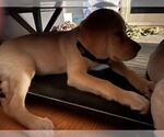 Small #18 Labrador Retriever Mix