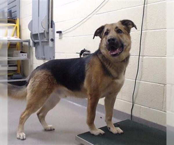 Medium Photo #1 German Shepherd Dog-Unknown Mix Puppy For Sale in Denver, CO, USA