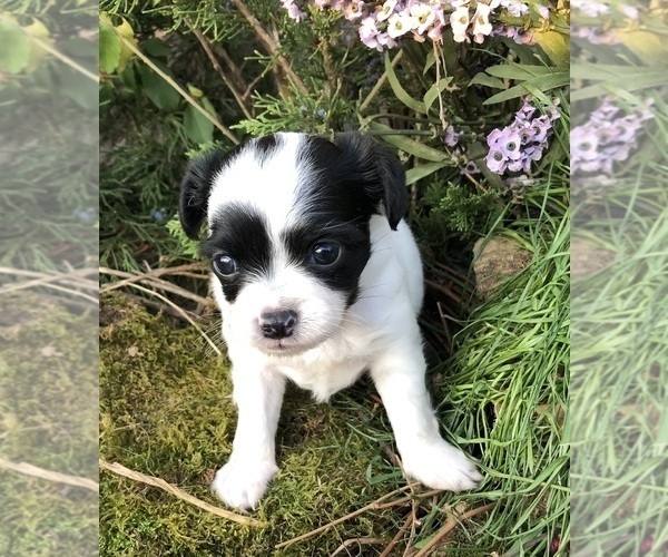 Medium Photo #10 Chihuahua Puppy For Sale in SHERMAN, TX, USA