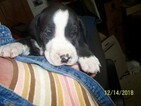 Small Photo #7 Great Dane Puppy For Sale in SPRAGGS, PA, USA
