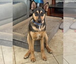 Small #2 Gerberian Shepsky