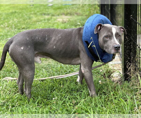 Medium Photo #3 American Pit Bull Terrier-Unknown Mix Puppy For Sale in Virginia Beach, VA, USA