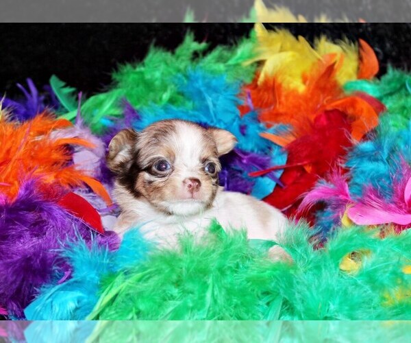 Medium Photo #3 Chihuahua Puppy For Sale in CHARLESTON, AR, USA