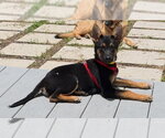 Small German Shepherd Dog